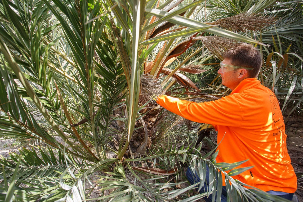 Elche frena la
amenaza del Palmeral