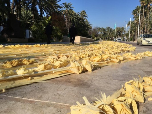 La palma blanca más grande del mundo estará en el Paseo de la Estación hasta el domingo