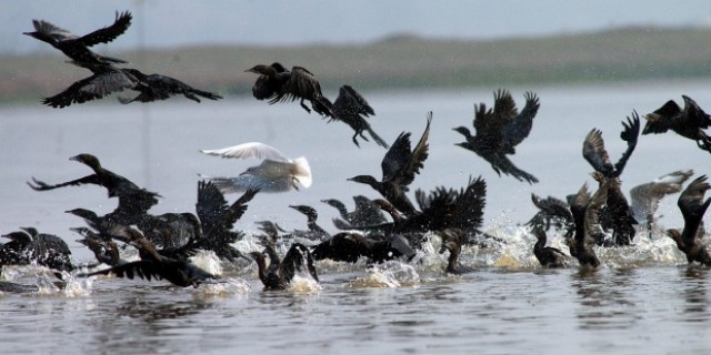 Las aves migratorias han cambiado sus rutas y rutinas de viaje en las últimas décadas