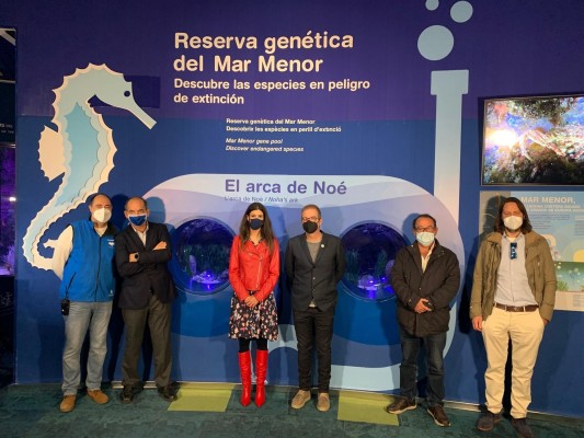 Los caballitos del Mar Menor conquistan el Oceanogràfic de Valencia: la laguna ya tiene espacio expositivo
