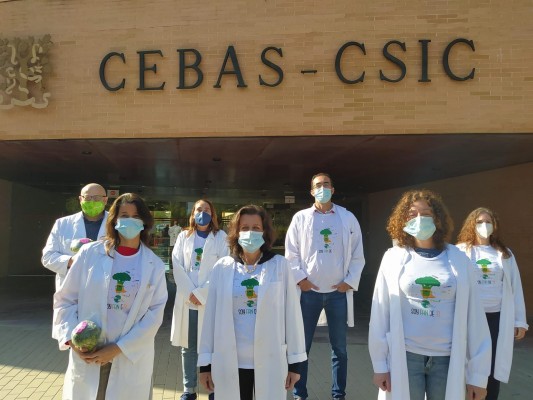 Un comité científico del Cebas impulsará al máximo las virtudes del brócoli regional