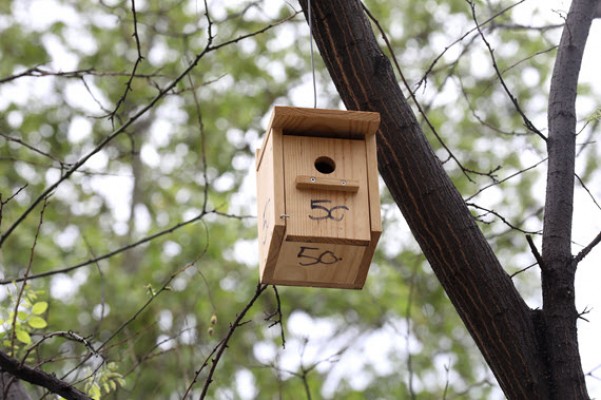 Instalarán 170 cajas nido y 50 casetas en 3.000 parques y jardines de Murcia para fomentar la biodiversidad