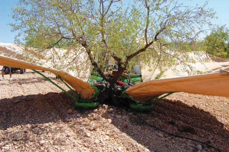La Unió denuncia que el precio de la almendra se ha desplomado un 200% respecto a 2015