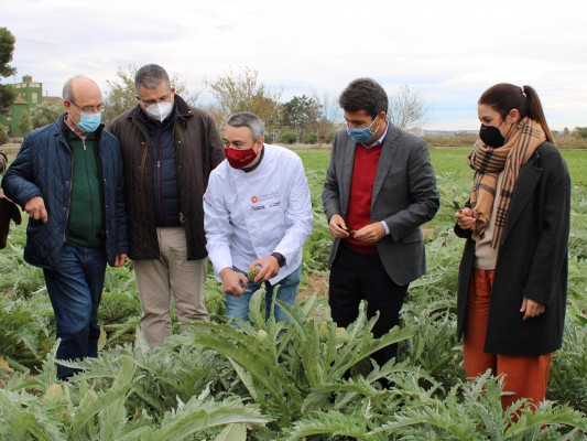 Arranca la primera campaña de la alcachofa pos-Dana: 15% menos de superficie cultivada