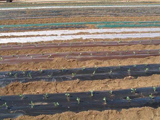Investigadores murcianos reducen a seis meses la biodegradación de los restos plásticos de acolchados agrícolas

