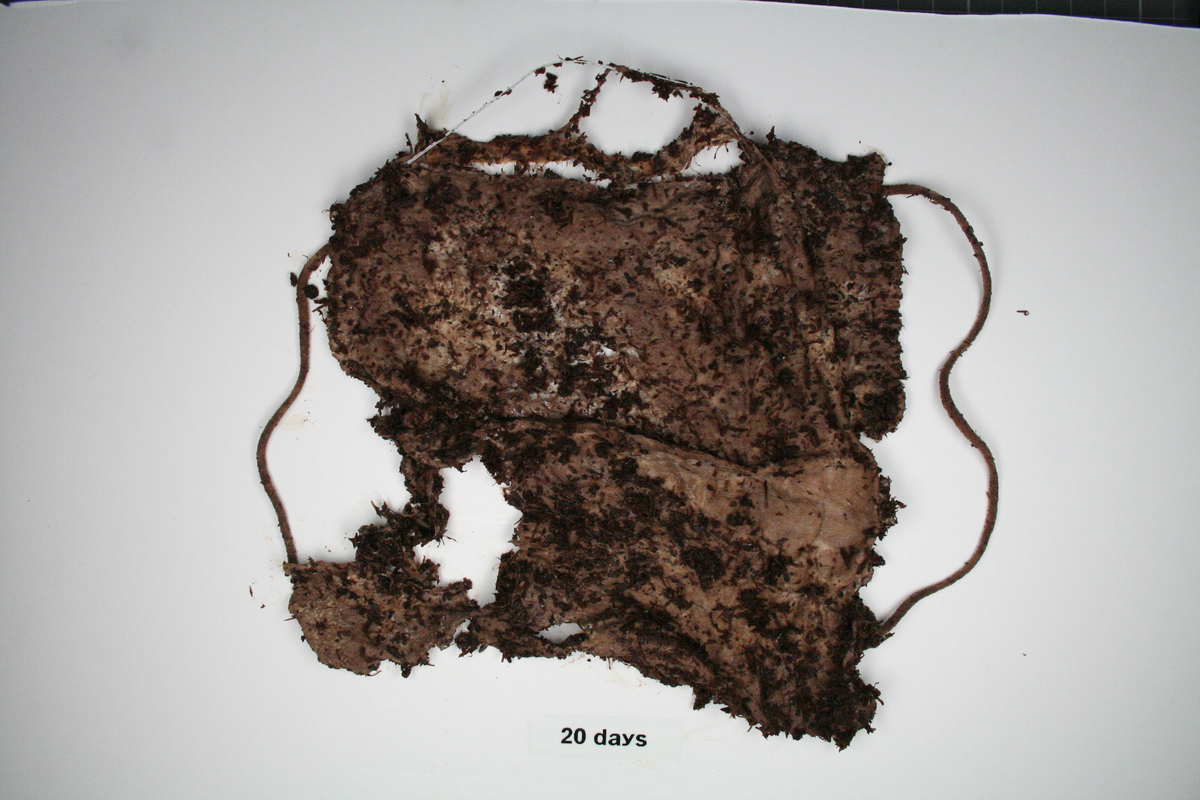 La UJI colabora en el lanzamiento de la primera mascarilla biodegradable