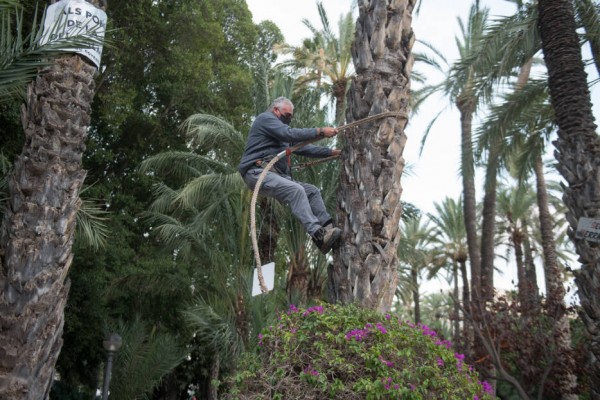 Los deberes a medio hacer de Elche con el palmeral: el Plan Especial tiene fecha de caducidad