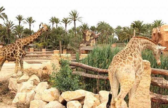 El Río Safari Elche también se apunta a la regularización urbanística y quiere ampliar el parque