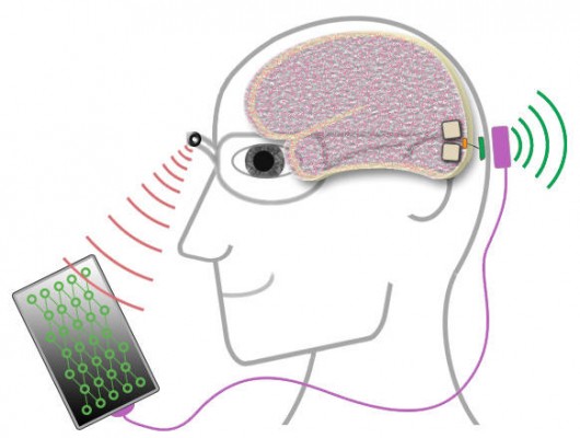 La UMH colabora con investigadores holandeses en el desarrollo de una neuroprótesis visual 
