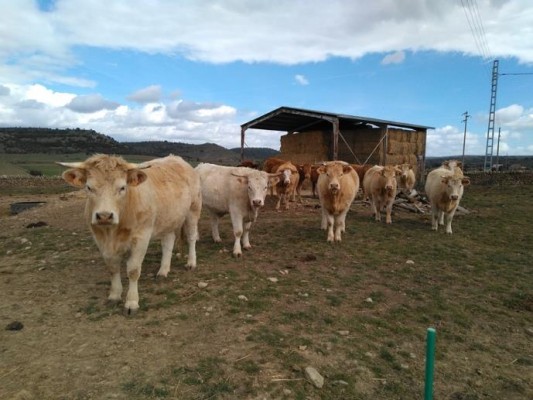 El Maestrat y Els Ports: escenario de un proyecto que revaloriza alperujos para alimentar animales