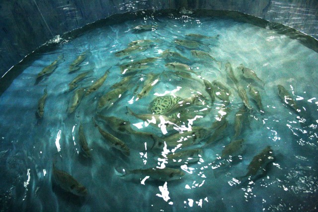 Investigadores del CSIC confirman que la genética de la dorada afecta a su adaptación a la dieta