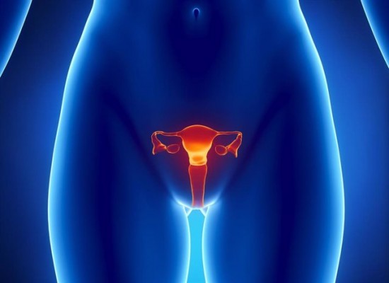 Investigadores españoles decodifican por primera vez el comportamiento celular del endometrio humano