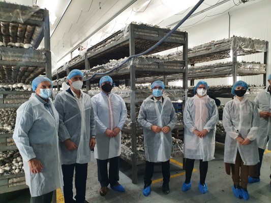 Manantial Vilamico muestra su pionero negocio: cultiva champiñones y da empleo y hace socios a sus trabajadores