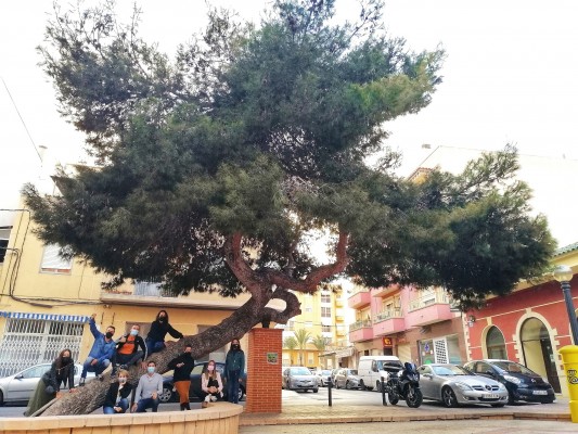 El 'pino de la Baia' de Elche queda en tercer puesto en el concurso del árbol español del año