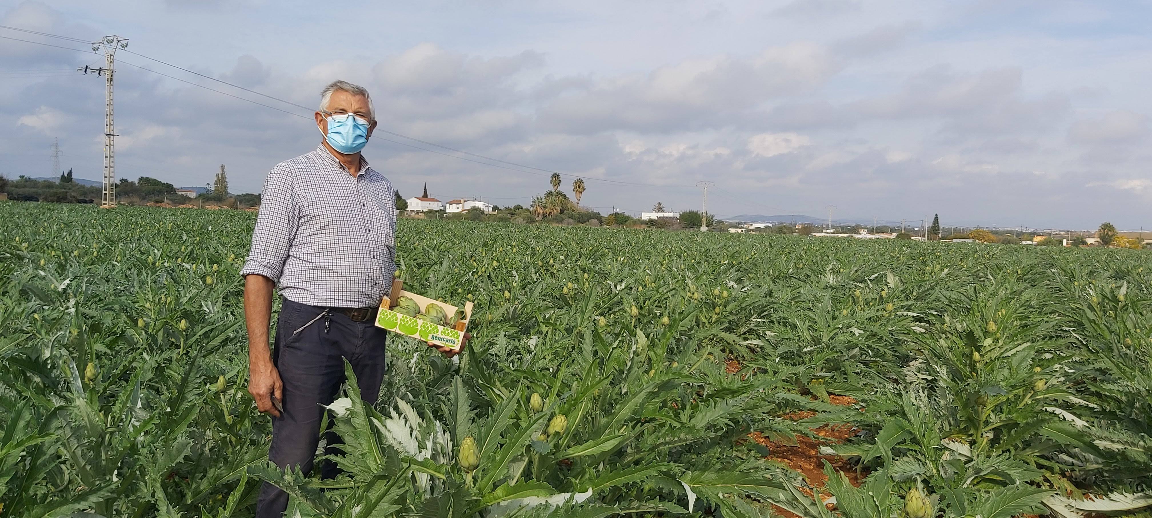 La DOP Alcachofa de Benicarló espera una buena campaña por la calidad y el tirón del coronavirus