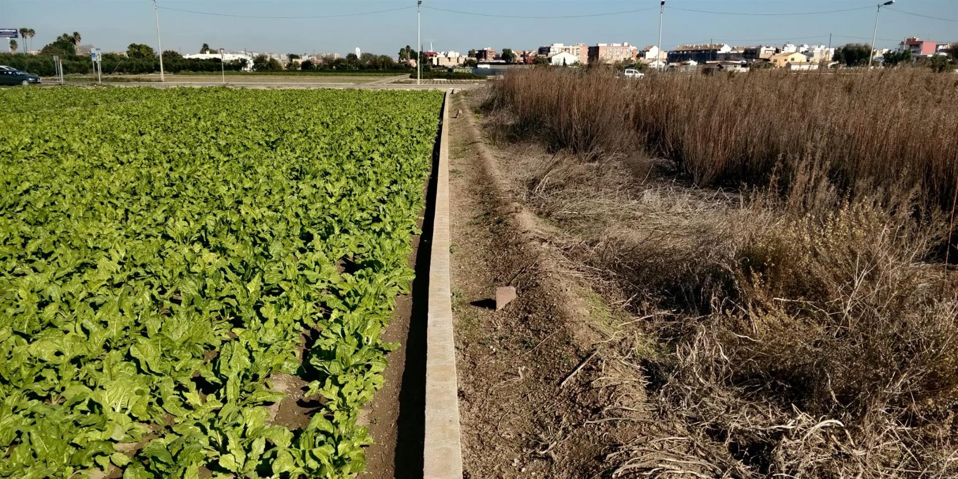 València sanciona con hasta 300 euros a los propietarios de espacios agrícolas abandonados
