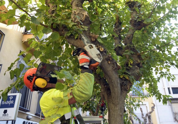 Operación poda en Murcia: seis equipos municipales adecentan más de 20.000 moreras 