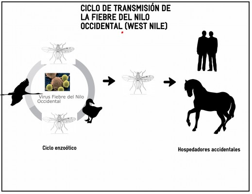 Detectan fiebre del Nilo en caballos de Castellón, el primer foco en la Comunitat Valenciana