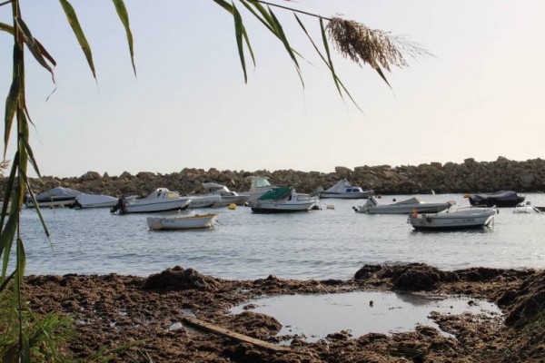 Podemos plantea la regeneración de Cala Baeza con vistas a convertirse en una reserva marítima litoral