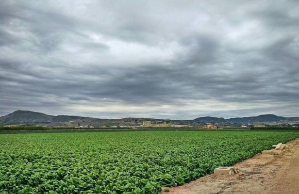 Focus Pyme Vega Baja destaca la colaboración para la competitividad del sector agroalimentario 