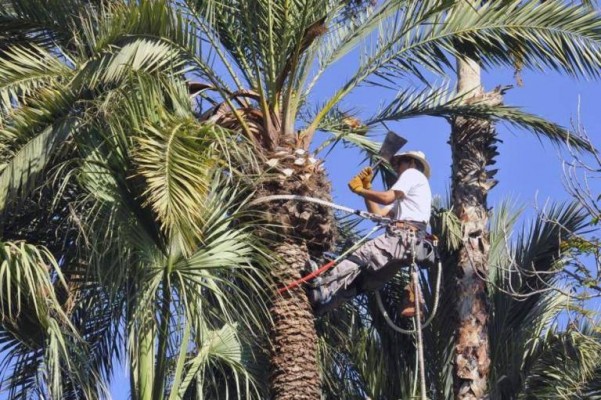 Volem Palmerar carga contra el Ayuntamiento y la Conselleria por el estado del Palmeral