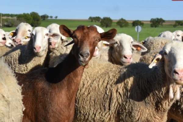 La Unió critica que Agricultura no haya abonado aún las ayudas a la ganadería afectada por la covid