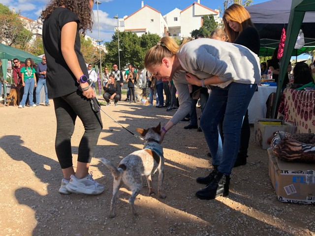 San Vicente tramita la construcción de un albergue municipal para animales perdidos o abandonados