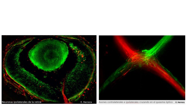 Un equipo del Instituto de Neurociencias identifica el programa genético que permite la visión en 3D