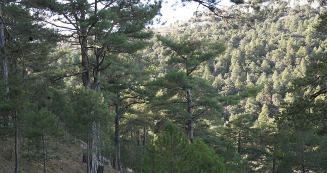 Ecologistas denuncian la tala 
