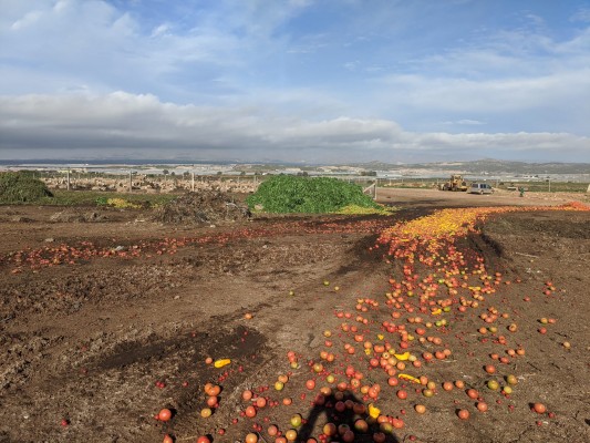 El elevado coste ambiental de tirar hortalizas: el desperdicio de alimentos para controlar los precios