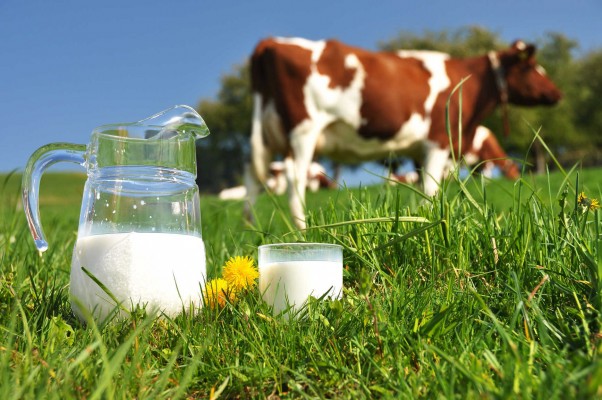 Un estudio demuestra que se pueden eliminar los síntomas de alergia inmediata a la leche de vaca 
