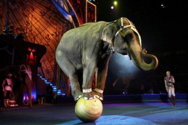 Un circo dona por primera vez sus animales y promete no reemplazarlos