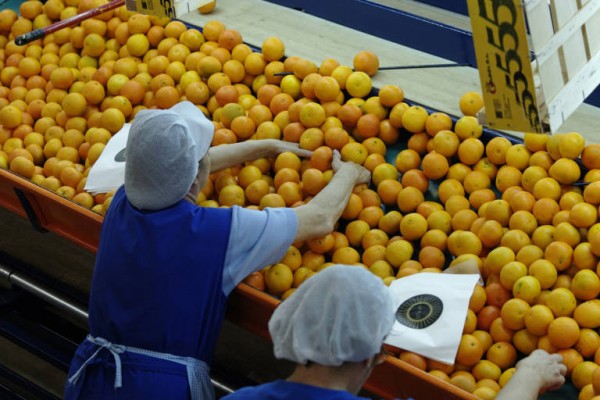 Los exportadores de naranjas esperan la suspensión arancelaria con Joe Biden