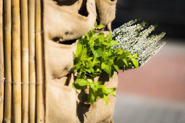 Una falla biodegradable per dissenyar un jardí planetari des de València