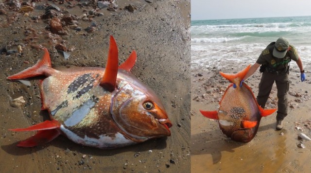 Un pez luna rojo de 35 kilos y casi metro y medio de largo causa asombro en Calblanque 