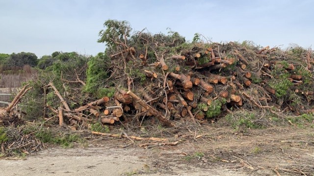 Medio Ambiente invierte 900.000 euros en la restauración y mejora de la pinada de La Marina