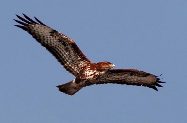 Ecologistes en Acció denuncia un aumento de la caza furtiva de aves en Castellón