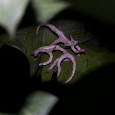 Dominio lanza su primer recopilatorio, 'Sub Rosa'