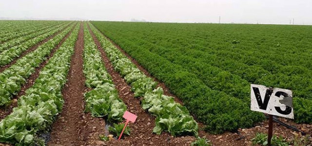 Un brote de coronavirus deja 40 contagiados en una empresa hortofrutícola de Alhama