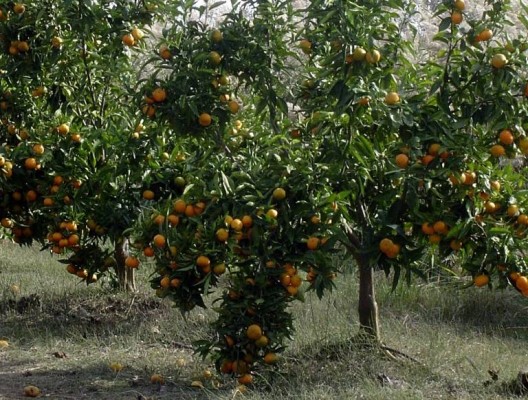 Mercadona compra 200.000 toneladas de naranjas y mandarinas de Murcia, Valencia, Catalunya y Canarias