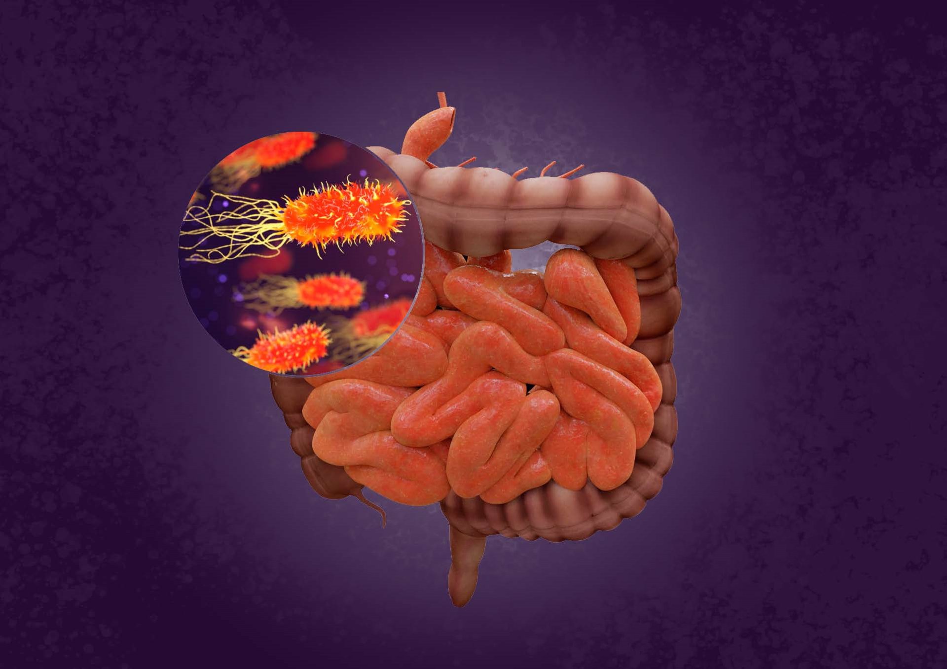 El CSIC estudia el papel del microbioma intestinal en la respuesta inmune a la infección por covid-19

