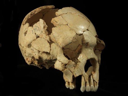 Un estudio científico basado en fósiles de Atapuerca explica cómo se ha producido la evolución de la cara