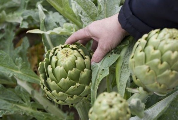La alcachofa se consolida con un consumo medio superior a 3 kilos