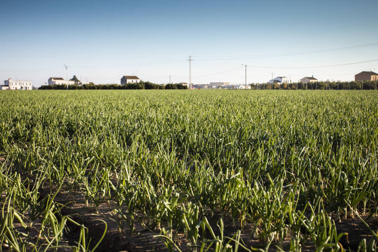 El futuro del sector agroalimentario, en mano de las 'startups'
