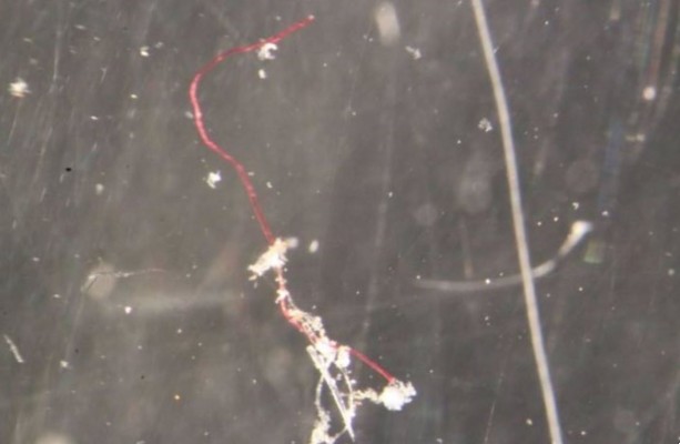 La presencia de microplásticos en el Antártico es idéntica a la del Mediterráneo o el Atlántico norte