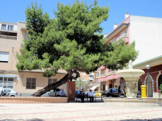 El ‘pino de la Baia’ ilicitano se postula como árbol del año europeo