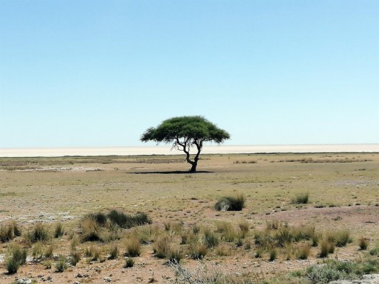 Descubren el mecanismo que interrumpe el crecimiento de las plantas por falta de agua
