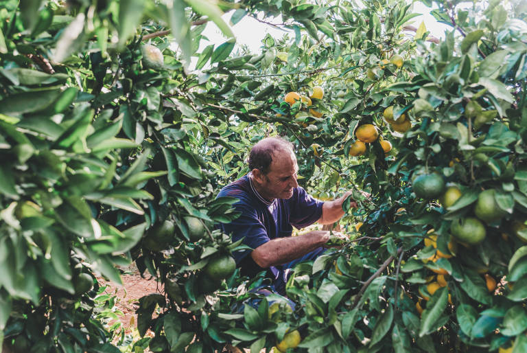 El campo celebra el Primer corte de naranja para destacar la fruta valenciana frente a la de Sudáfrica