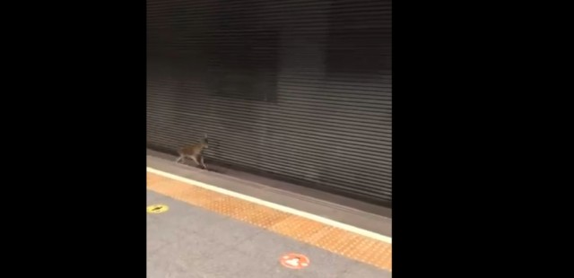 Vídeo: un corzo corre por las vías de Metrovalencia y sorprende a los pasajeros