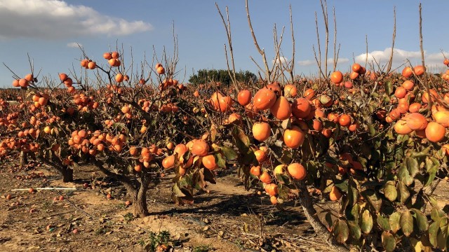 Agricultores y cooperativas de la Ribera se adaptan a la pandemia en plena campaña del caqui